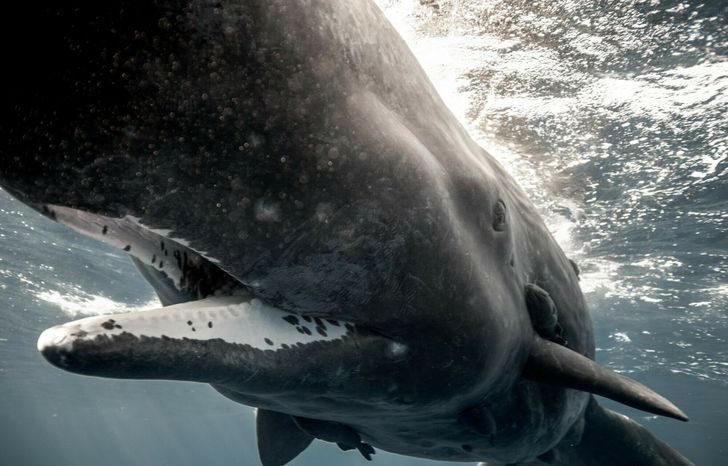 10 ошеломляющих фактов о животном мире, которые покруче всякого похода в зоопарк