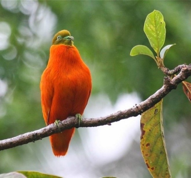 10 самых необычных и фантастических голубей со всего света