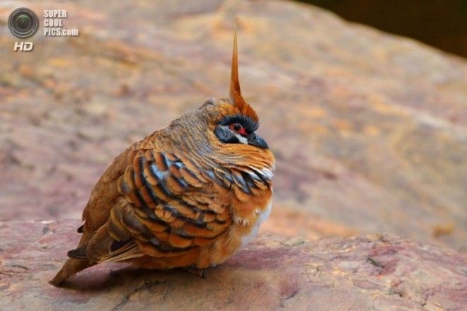 10 самых необычных и фантастических голубей со всего света