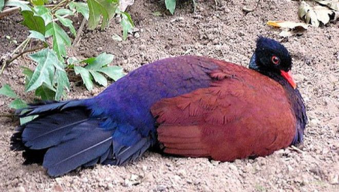 10 самых необычных и фантастических голубей со всего света