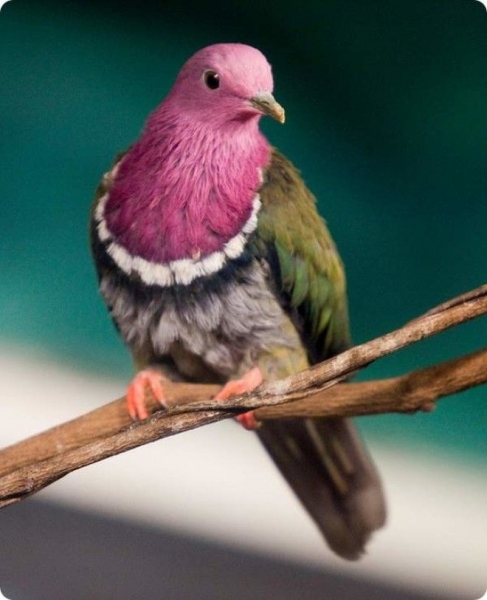 10 самых необычных и фантастических голубей со всего света