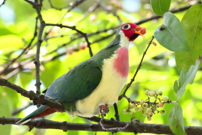 10 самых необычных и фантастических голубей со всего света