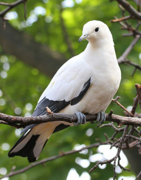 10 самых необычных и фантастических голубей со всего света