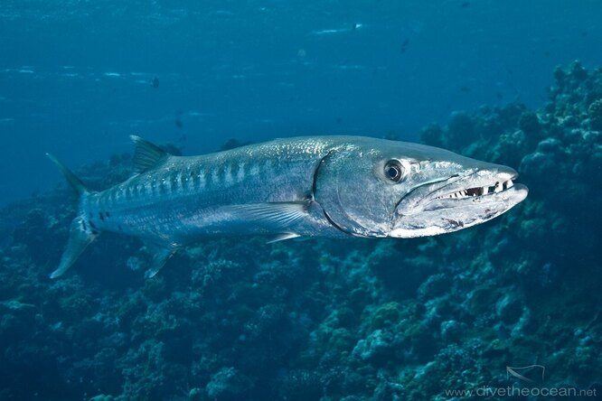 10 самых опасных обитателей морских глубин