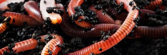 11 обновлений для дома и сада, которые можно устроить с помощью пластиковых контейнеров