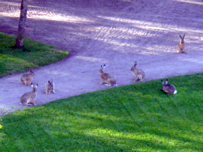 15 исключительных явлений, которые можно наблюдать только в Финляндии