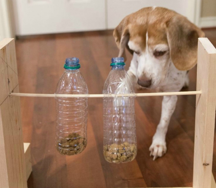 15 поделок для домашних любимцев, которые можно легко сделать самому