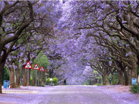 15 удивительных деревьев, которые растут на нашей планете, хотя в это и не верится