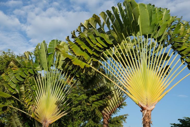 15 удивительных деревьев, которые растут на нашей планете, хотя в это и не верится