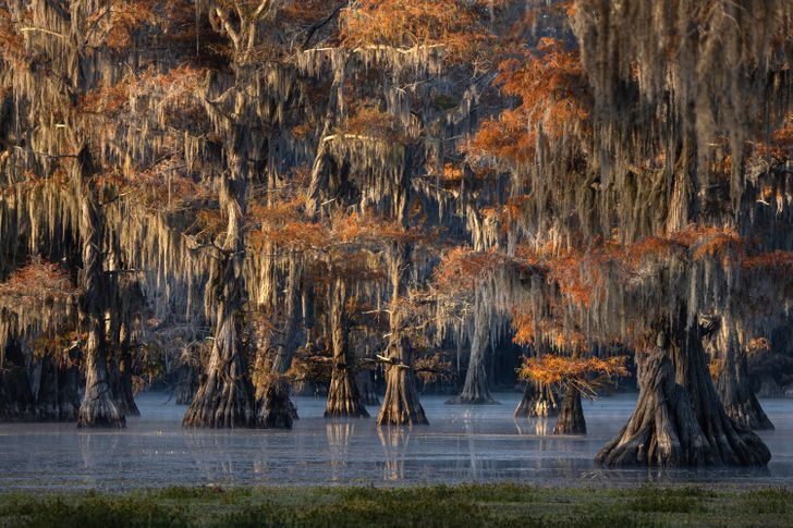 15 удивительных деревьев, которые растут на нашей планете, хотя в это и не верится