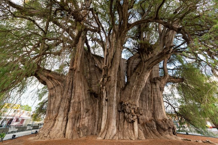 15 удивительных деревьев, которые растут на нашей планете, хотя в это и не верится