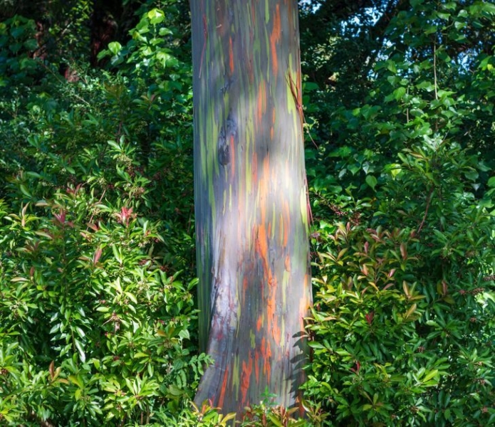 15 удивительных деревьев, которые растут на нашей планете, хотя в это и не верится