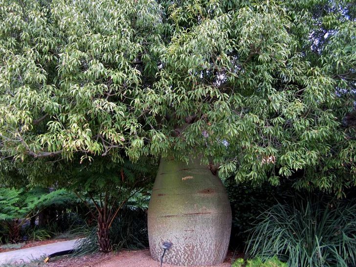 15 удивительных деревьев, которые растут на нашей планете, хотя в это и не верится