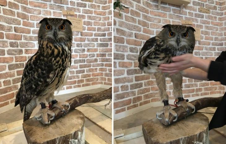 33 фото как доказательство того, что мир никогда не перестанет нас удивлять