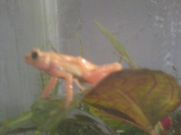 5 видов животных, которых удалось спасти от вымирания