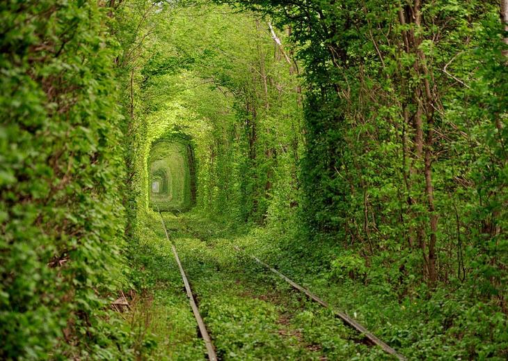 7 самых красивых тоннелей из деревьев в мире