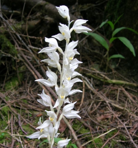 9 потрясающих фактов о растениях, которые нам почему-то не рассказывали на биологии