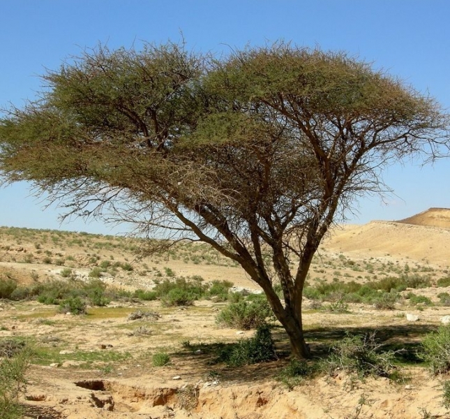 9 потрясающих фактов о растениях, которые нам почему-то не рассказывали на биологии