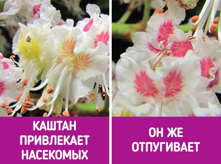 9 потрясающих фактов о растениях, которые нам почему-то не рассказывали на биологии