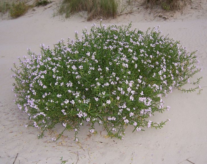 9 потрясающих фактов о растениях, которые нам почему-то не рассказывали на биологии