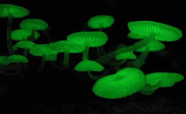 Фантастические грибы причудливых форм и раскрасок