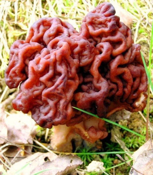 Фантастические грибы причудливых форм и раскрасок