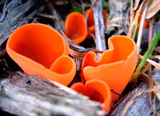 Фантастические грибы причудливых форм и раскрасок