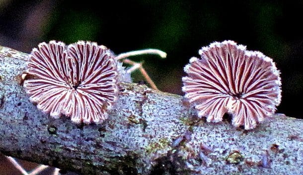 Фантастические грибы причудливых форм и раскрасок