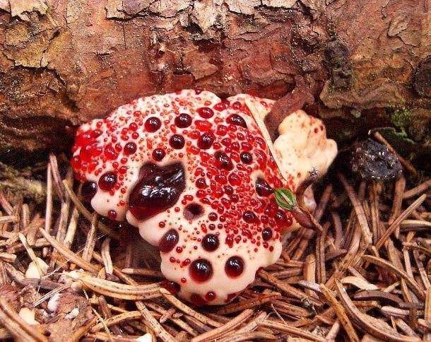 Фантастические грибы причудливых форм и раскрасок