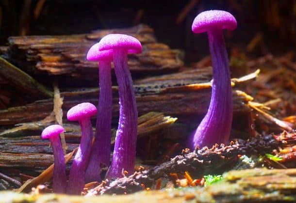 Фантастические грибы причудливых форм и раскрасок