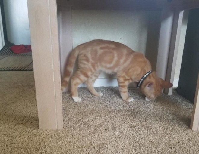 Фотодоказательства того, что природа может удивить даже тех, кто видел всё