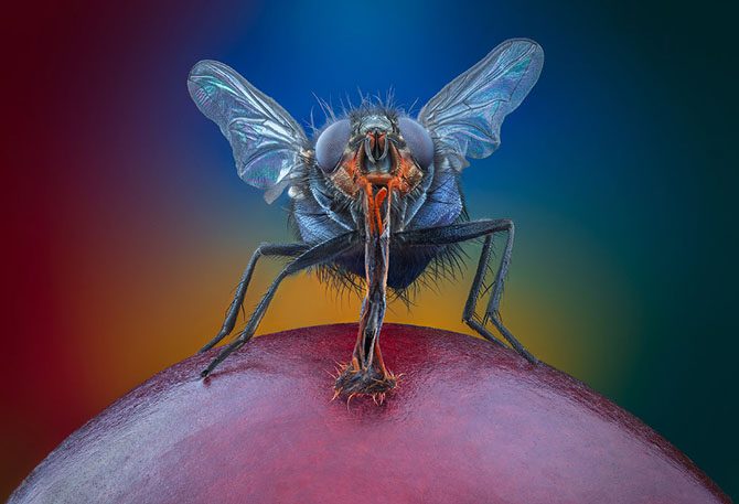 Гипнотизирующие макроснимки насекомых, которые позволяют взглянуть на них другими глазами