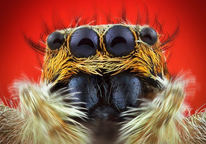 Гипнотизирующие макроснимки насекомых, которые позволяют взглянуть на них другими глазами