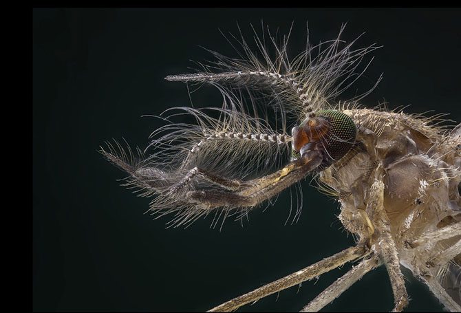 Гипнотизирующие макроснимки насекомых, которые позволяют взглянуть на них другими глазами