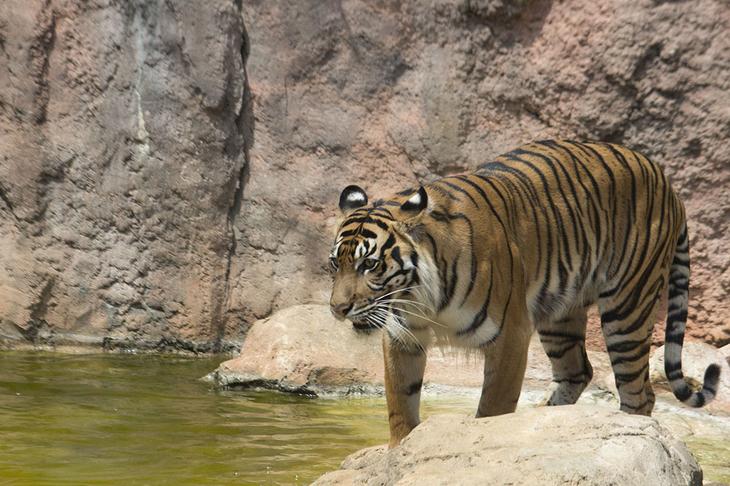 Храм тигров — самый полосатый, рычащий и… умиротворенный