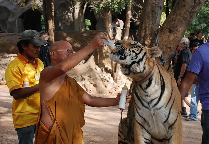 Храм тигров — самый полосатый, рычащий и… умиротворенный