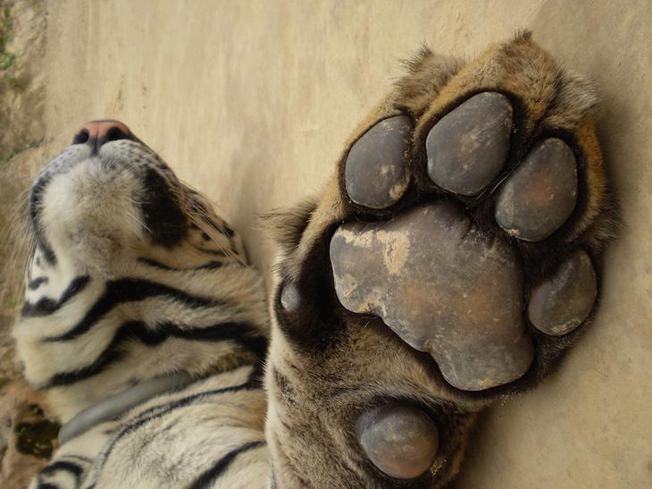 Храм тигров — самый полосатый, рычащий и… умиротворенный