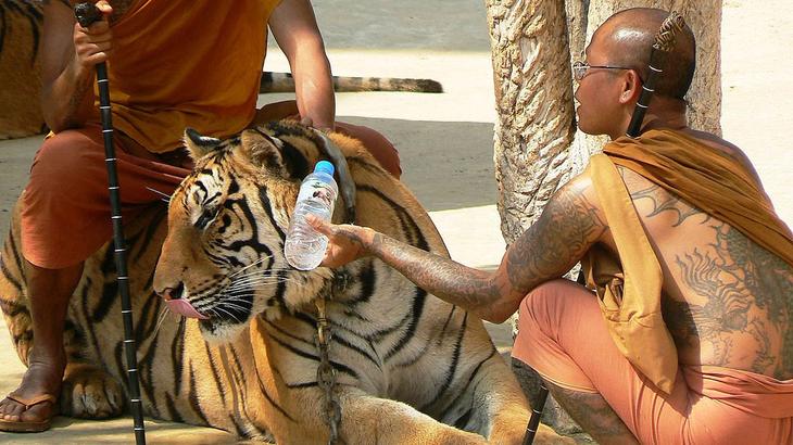 Храм тигров — самый полосатый, рычащий и… умиротворенный