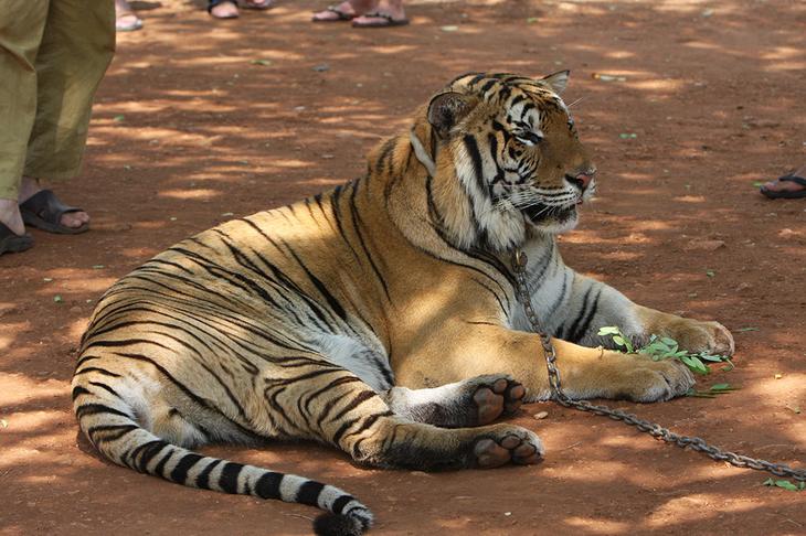 Храм тигров — самый полосатый, рычащий и… умиротворенный