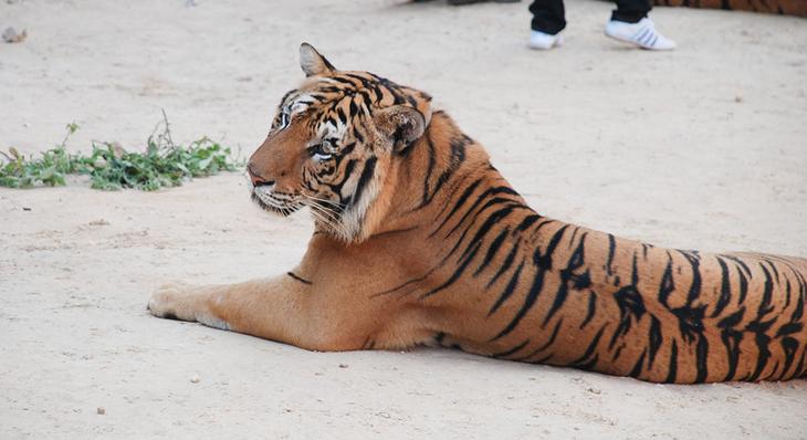 Храм тигров — самый полосатый, рычащий и… умиротворенный