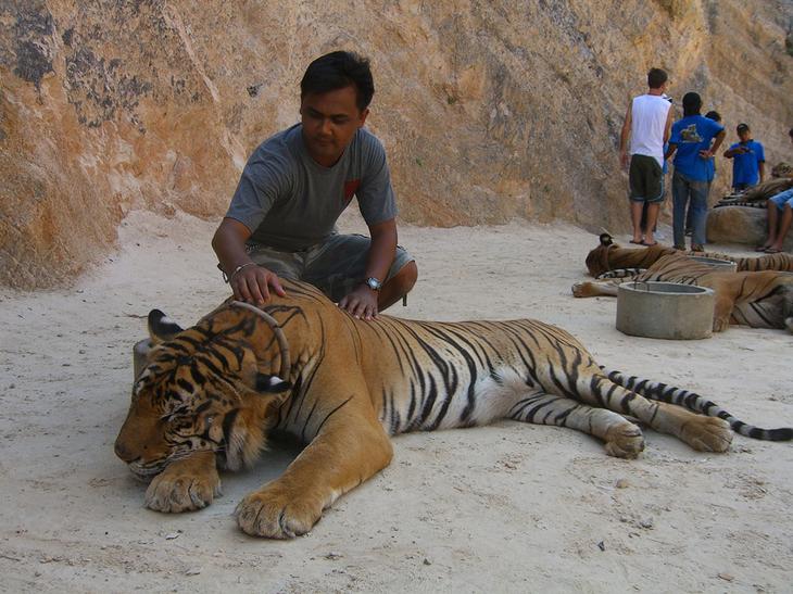 Храм тигров — самый полосатый, рычащий и… умиротворенный