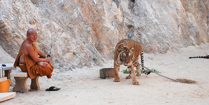 Храм тигров — самый полосатый, рычащий и… умиротворенный