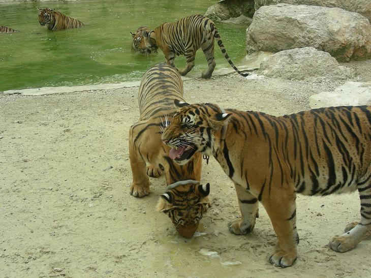 Храм тигров — самый полосатый, рычащий и… умиротворенный