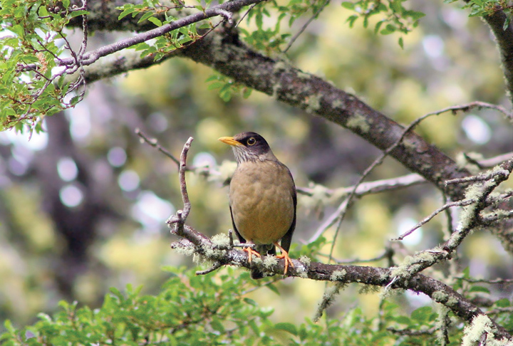 Интересные факты о птицах