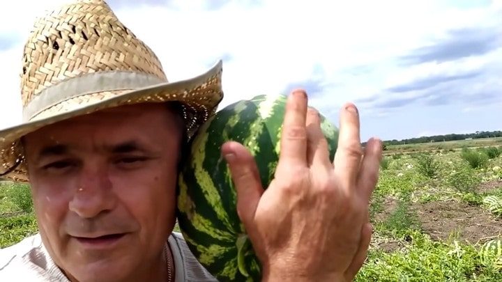 Как не прогадать, покупая арбуз