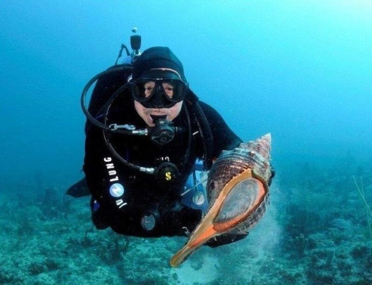 Конский размер: знакомьтесь, флоридская улитка-монстр