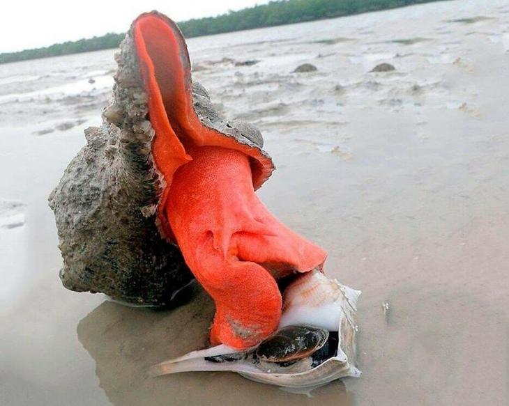 Конский размер: знакомьтесь, флоридская улитка-монстр