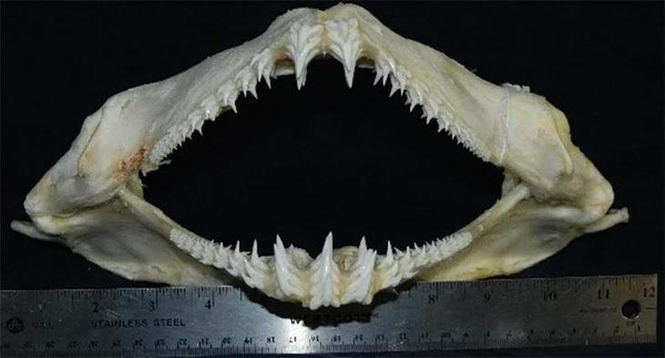 Ковровая акула — очередной монстр из Австралии