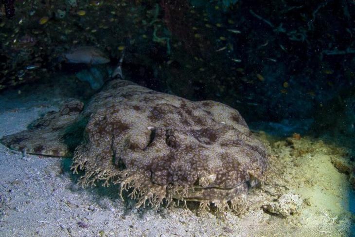 Ковровая акула — очередной монстр из Австралии