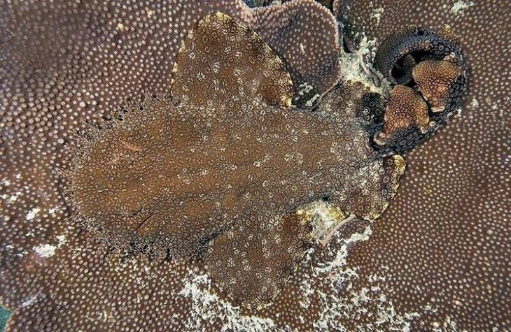 Ковровая акула — очередной монстр из Австралии